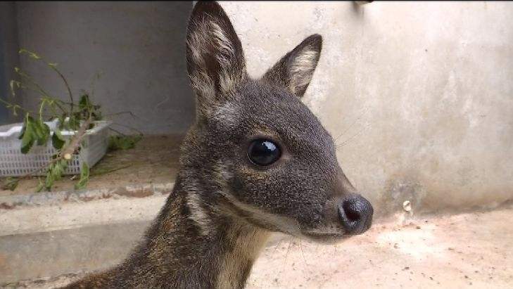 獐子